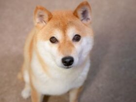 犬の年齢人間に例えると何歳 大型犬 中型犬 小型犬別 犬の年齢早見表