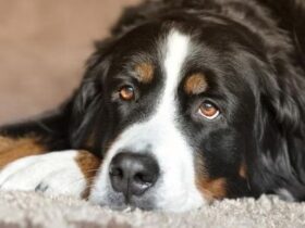 犬の年齢人間に例えると何歳 大型犬 中型犬 小型犬別 犬の年齢早見表